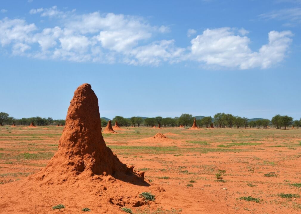 How and why do termites build their mounds?